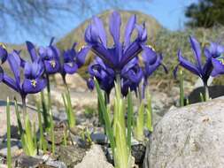 Plancia ëd Iris reticulata M. Bieb.