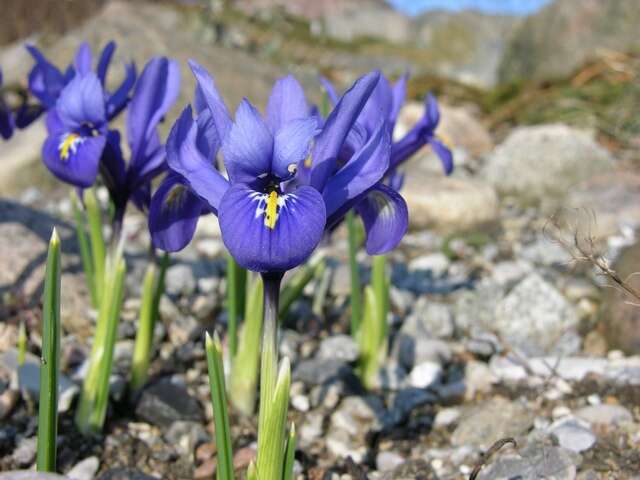 Plancia ëd Iris reticulata M. Bieb.