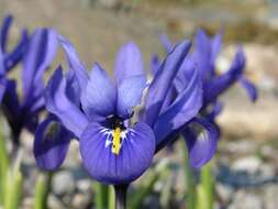 Plancia ëd Iris reticulata M. Bieb.