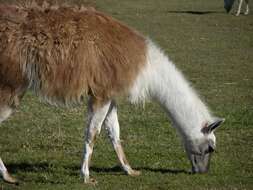 Image of Llamas and Guanacos