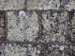 Image of rim lichen