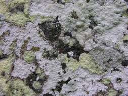 Image of rim lichen