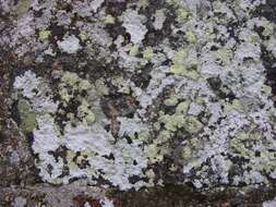 Image of rim lichen