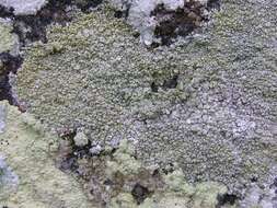 Image of rim lichen