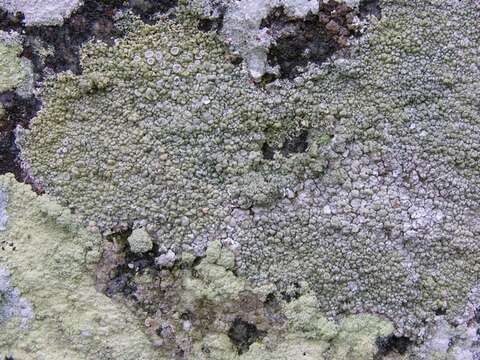 Lecanora resmi