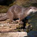 Image of common otter