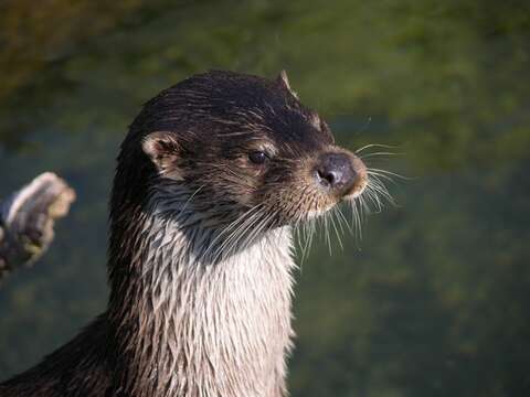 Image of Eurasian River Otters