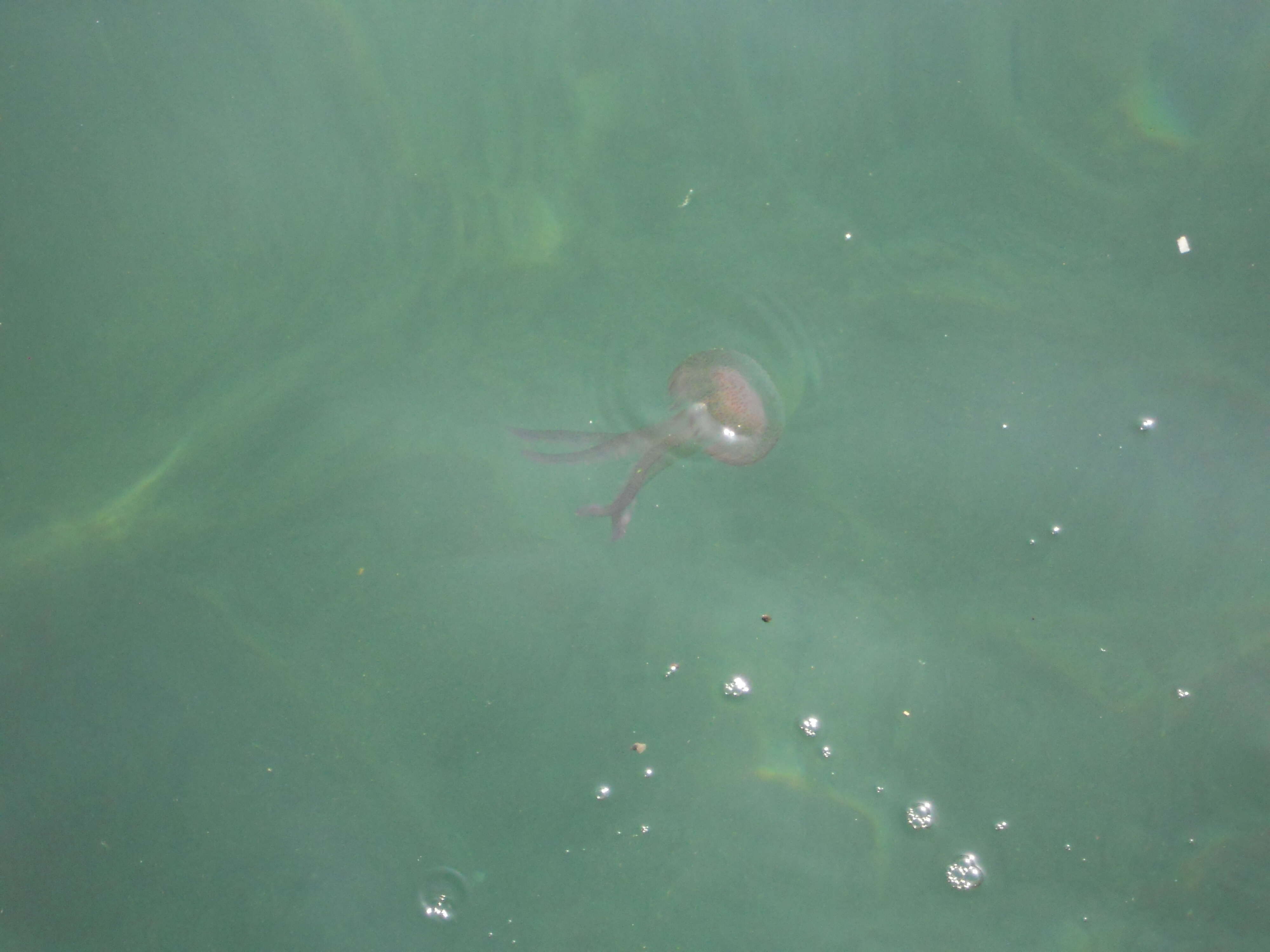 Image of Purplestriped jellyfishes