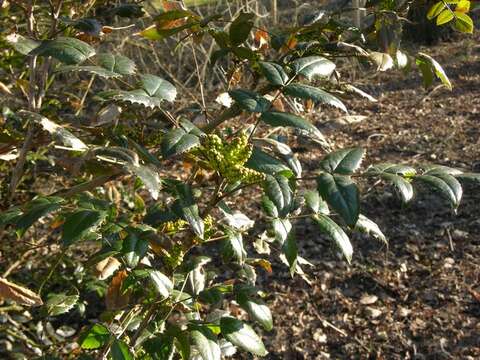 Image of Berberis pinnata Lag.