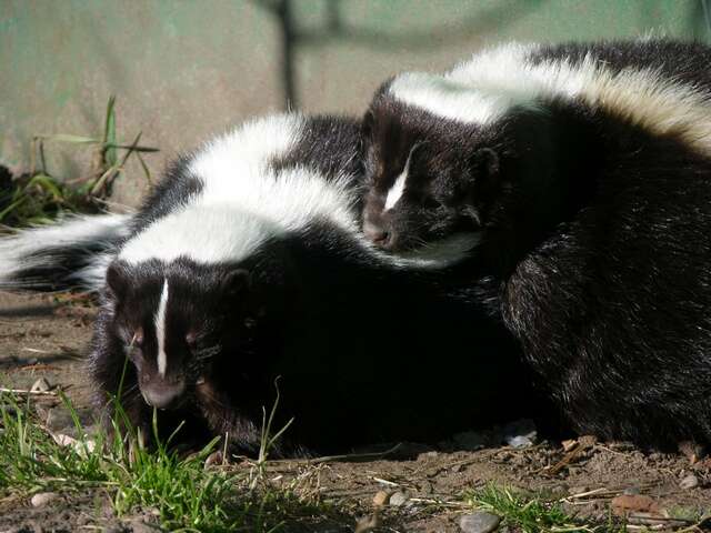 Image of Hooded and Striped Skunks