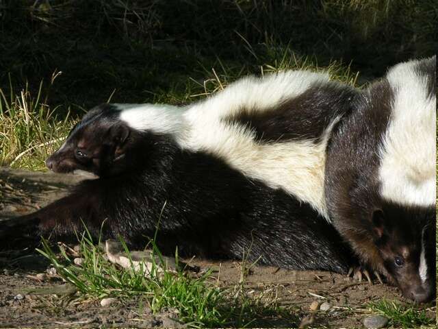 Image of Hooded and Striped Skunks