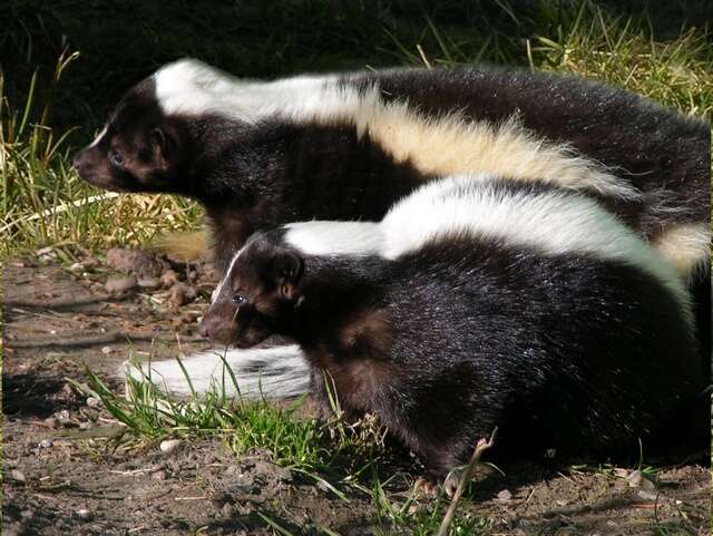 Image of Hooded and Striped Skunks