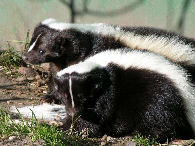 Image of Hooded and Striped Skunks