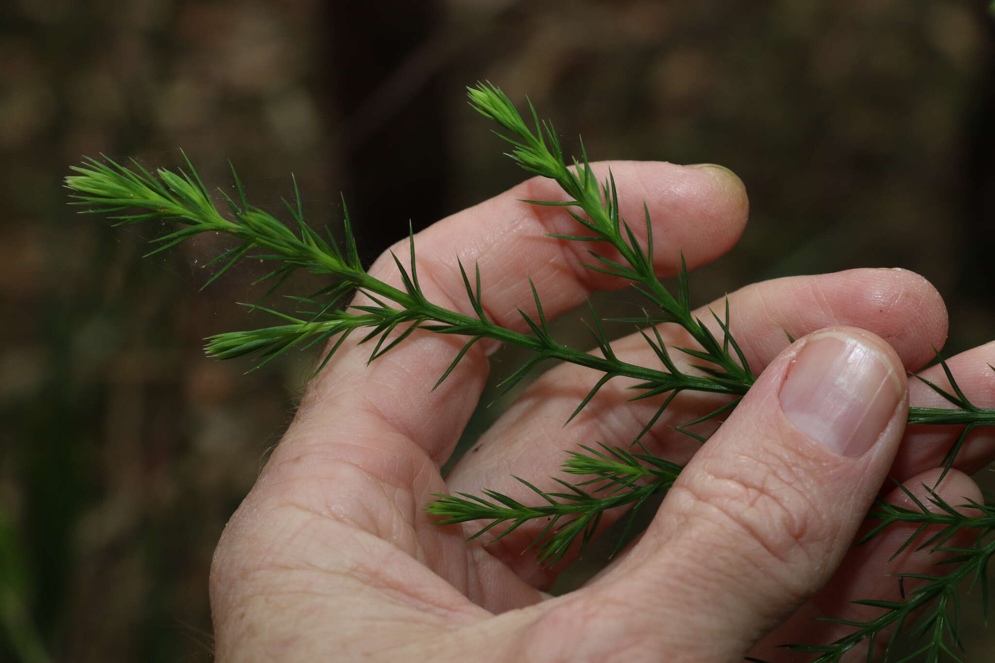 Plancia ëd Callitris macleayana (F. Muell.) F. Muell.