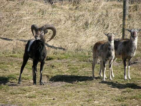 Plancia ëd Ovis aries musimon (Pallas 1811)