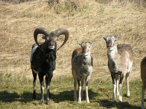 Image of European mouflon