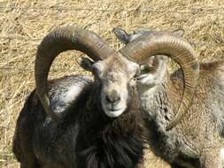 Image of European mouflon