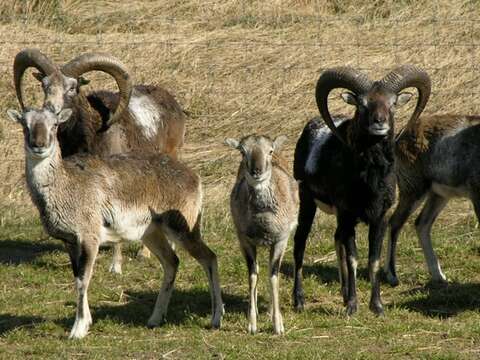 Image of European mouflon