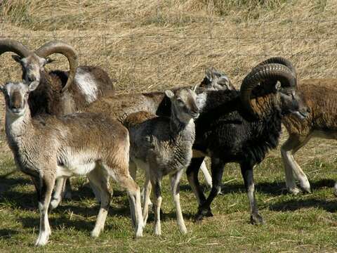 Image of European mouflon