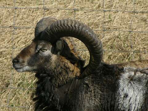 Image of European mouflon