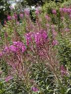 Image of rosebay willowherb