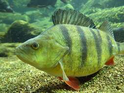 Image of perch