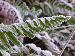 Image de Polypode