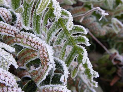 Imagem de Polypodium