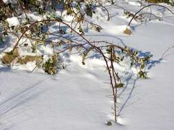 Image of Himalayan blackberry