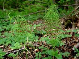 Image of horsetail