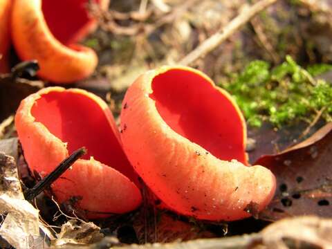 Image of Sarcoscyphaceae