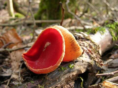 Image of Sarcoscyphaceae