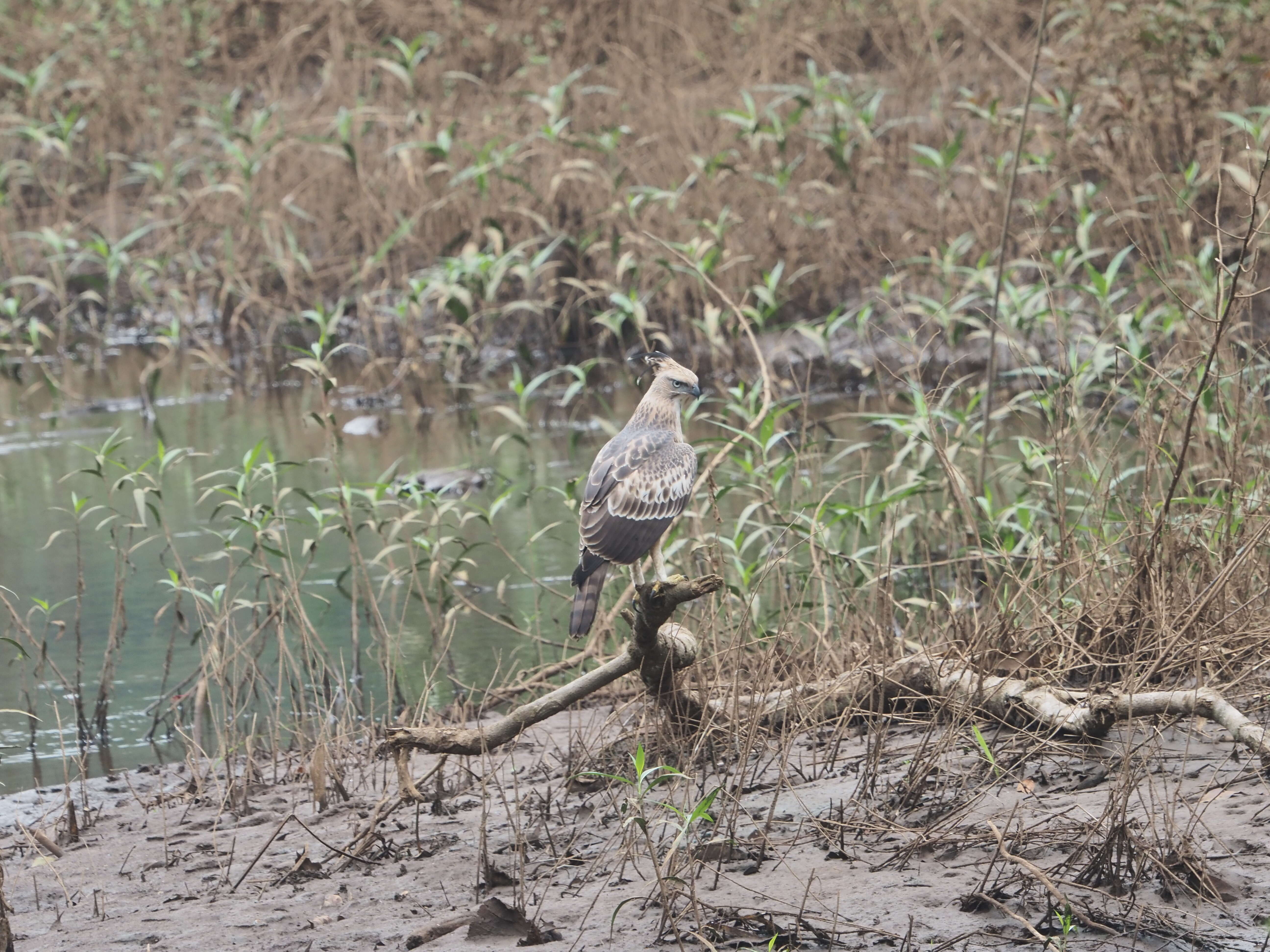 Nisaetus cirrhatus (Gmelin & JF 1788) resmi