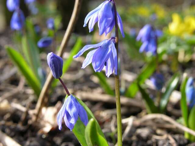 Image de Hyacinthaceae