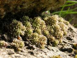 Image of <i>Sedum reflexum</i>