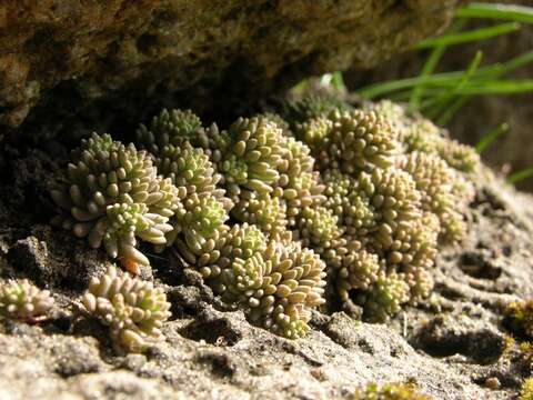 Image of <i>Sedum reflexum</i>