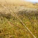 Image of common cordgrass