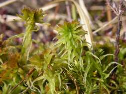 Image of recurved sphagnum