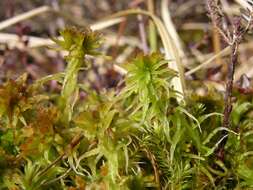 Image of recurved sphagnum