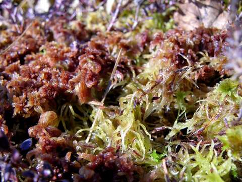 Image of red bog-moss