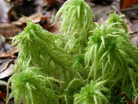 Image of sphagnum