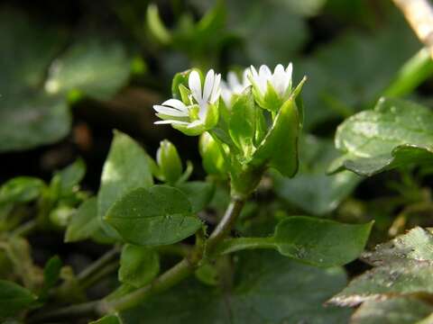 Image of Stellaria