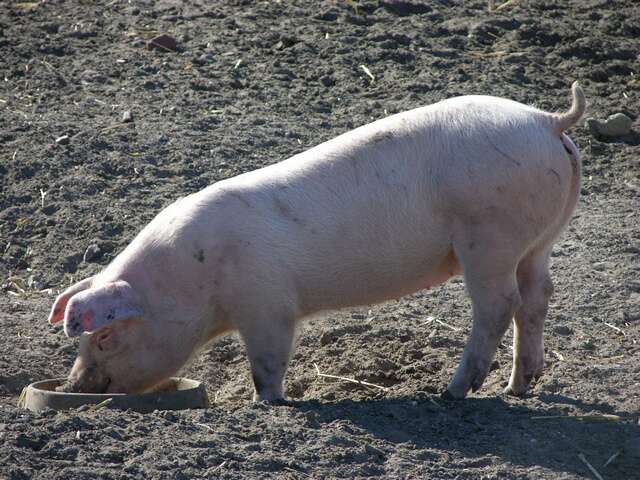 Image of pig