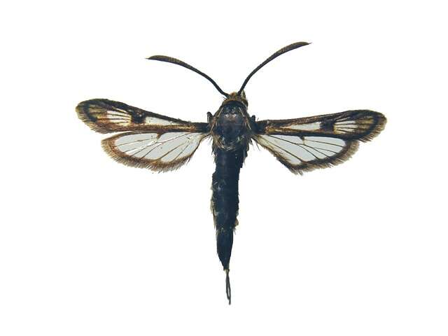 Image of <i>Synansphecia muscaeformis</i>