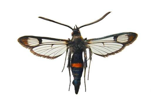 Image of <i>Synanthedon culiciformis</i>