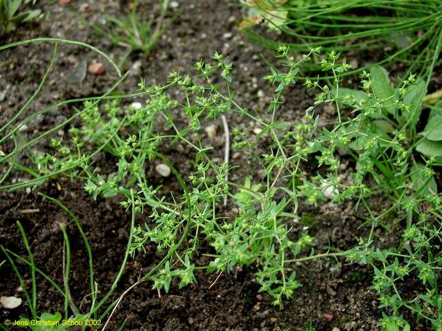 Image of dwarf spurge