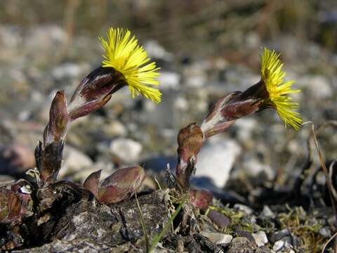 Plancia ëd Tussilago