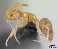 Image of Little yellow ant