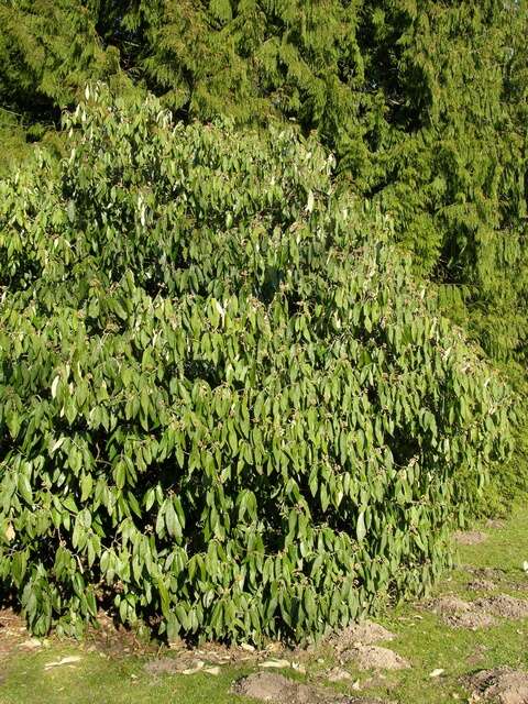 Image of Guelder Rose