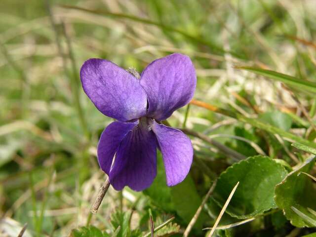 Image of violet